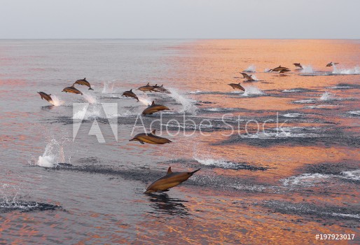 Picture of Dolphins are pursuing a flock of fish at sunset